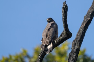 Closeup of a Crested Serpent Eagle (Spilornis cheela) perched on a tree branch
