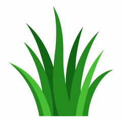 aloe vera plant