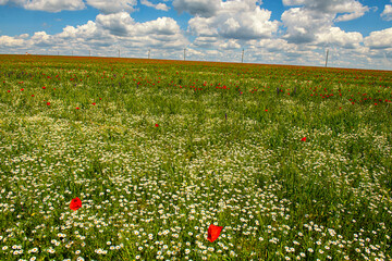 incredibly beautiful blooming field with daisies and poppies on a sunny day with clouds.