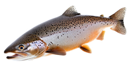 Fototapeta premium Salmon, isolated on transparent background