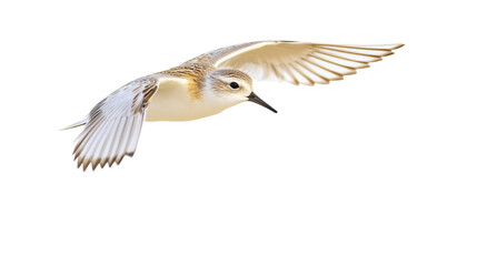 Fototapeta premium Sandpiper flying , isolated on transparent background
