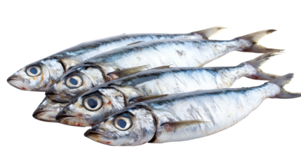 Sardine, isolated on transparent background