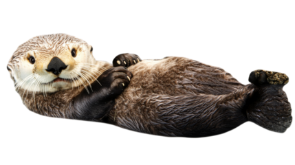 Sea otter, isolated on transparent background
