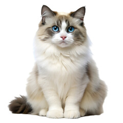 Obraz premium Ragdoll cat isolated on transparent background
