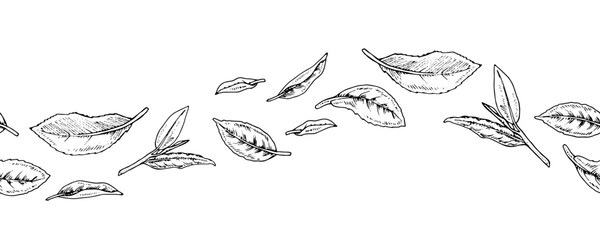 Vector seamless tea leaf border with hand drawn foliage in black and white. Vintage line art style, ideal for labels, packaging, and botanical designs. Elegant and natural with a classic touch