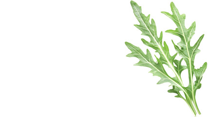 Fototapeta premium Arugula, isolated on transparent background