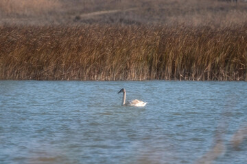 A young Whooper swan, with smoky gray plumage with a darker head.