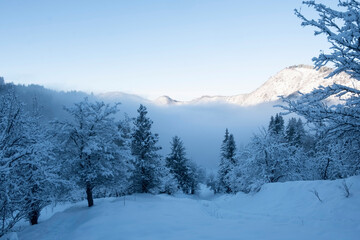 Winter landscape with fog in a mountain garden after a snowfall.
