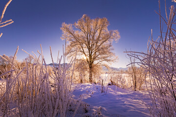 Winter - Allgäu - Baum - Licht - Sonnenaufgang - Frost - Raureif - Eis - Schnee
