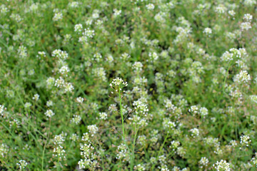 Capsella bursa-pastoris grow in nature