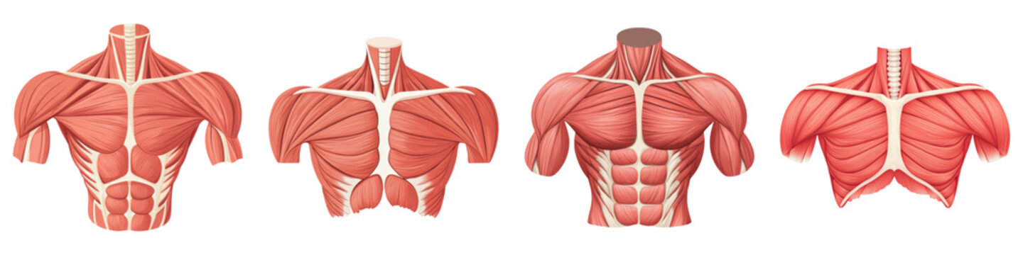 Chest Muscle. Muscle anatomy illustration showing chest muscles and on transparent background
