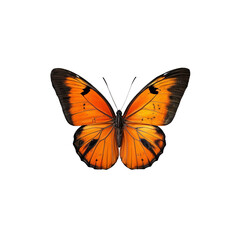 Fototapeta premium Orange Lacewing Butterfly: A vibrant orange butterfly with intricate black markings on its wings, captured in exquisite detail against a clean background.