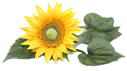 Obraz premium A single vibrant yellow sunflower with green leaves