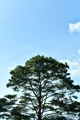 Árbol frondoso y al fondo un cielo azul despejado, toma vertical, espacio para texto en la parte superior.