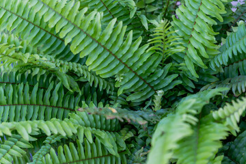 Fern plant. Green leaves bush. Leaf