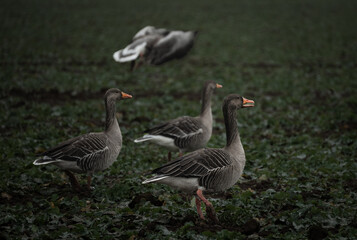 Geese in a field.