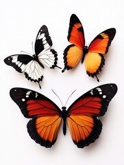 Obraz premium Butterflies on white