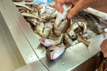 , traditional and organic fishing conceptmoving hand of a lady buying freshly caught pout at a...