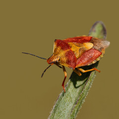 Fiery red and yellow shield bug on a leaf