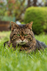 Tabby cat lying on grass in a garden 