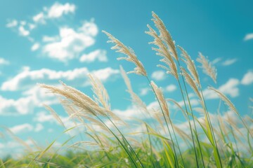 High Quality Image of Scenic Paddy Field with High Grass and Blue Sky