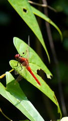 Rhodothemis
Rhodothemis is a genus of dragonflies in the family Libellulidae