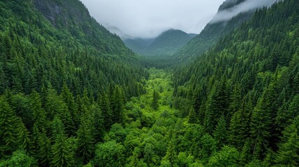 Fototapeta premium Aerial view of lush green valley, misty mountains, forest