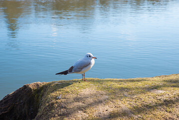 bird sitting on a stone at the riverside