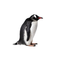 Obraz premium Chinstrap Penguin Portrait: A detailed profile shot of a chinstrap penguin, showcasing its distinctive black band under its chin and sleek black and white plumage. The penguin stands upright.