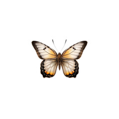 Fototapeta premium Orange Tip Butterfly: An ethereal orange tip butterfly, wings delicately spread in flight, showcases vibrant hues of orange and white against a backdrop of natural beauty. 
