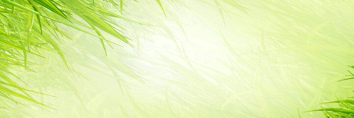 Background from a grass