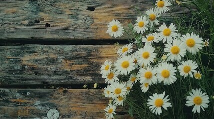 Obraz premium chamomile flowers on wooden background top view. Selective focus