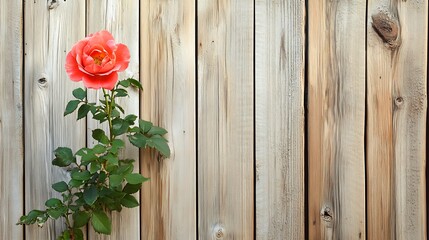 A rose plant growing by a garden fence, the vibrant petals standing out against the wooden backdrop
