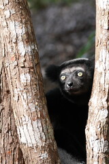 Close up headshot of an Indri indri, the worlds biggest lemur living in Madagascar, Africa
