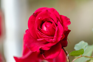 鮮やかな赤が印象的なバラのクローズアップ