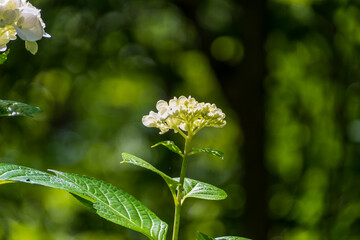 緑豊かな背景に咲くアジサイの一輪