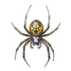 Obraz premium A detailed overhead view of a spider showcasing its distinct black and yellow patterned abdomen and hairy legs against a plain white backdrop.