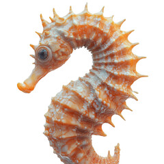 Obraz premium A detailed close up of a vibrant orange and white seahorse against a plain white backdrop.