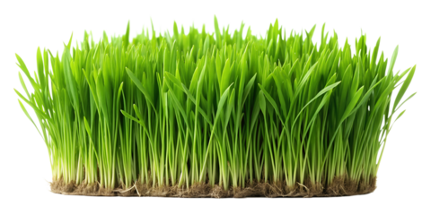 green grass on white background