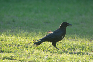 Krähe auf einer Wiese
