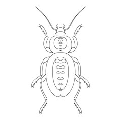 Coloring book of bug, ant beetle. Doodle insect. Nature and biodiversity insect specie. Beetle vector flat illustration.
