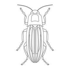 Coloring book of bug, beetle cockroach. Doodle insect. Nature and biodiversity insect specie. Beetle vector flat illustration.