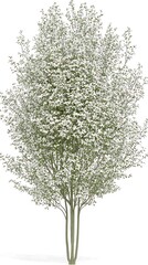 Fototapeta premium A graceful dogwood tree with white flowers in full bloom, isolated on a clean white background
