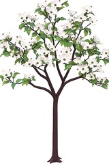 Obraz premium A charming dogwood tree with a canopy of white blossoms and soft green leaves, displayed on a seamless white surface