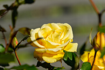 明るい黄色が美しいバラの花