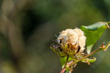 綿がはじけたコットンの実