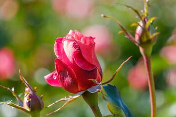 朝露をまとった赤いバラのつぼみ