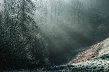 Morning sun rays through tree in winter