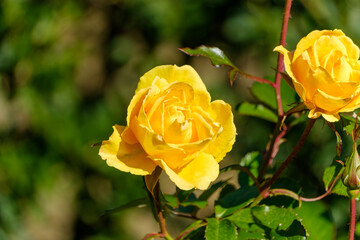 鮮やかな黄色が際立つバラの花