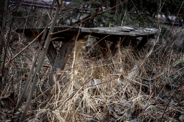 Abandoned wooden bench in an old garden